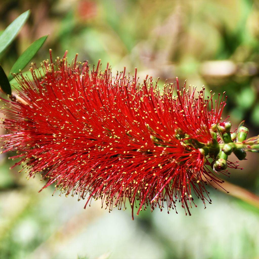 Callistemon Woodlander's Hardy - Pianta scovolino