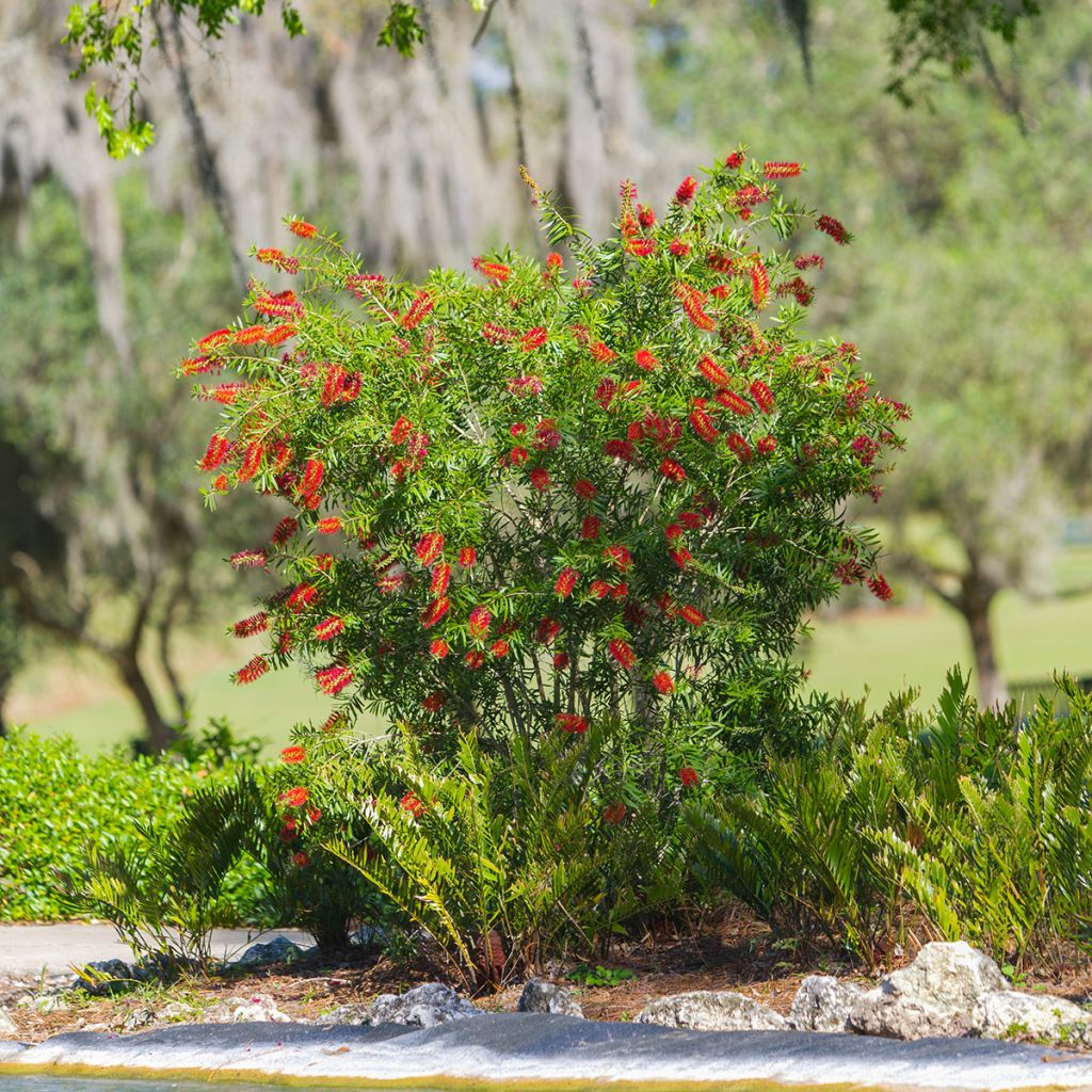 Callistemon Woodlander's Hardy - Pianta scovolino