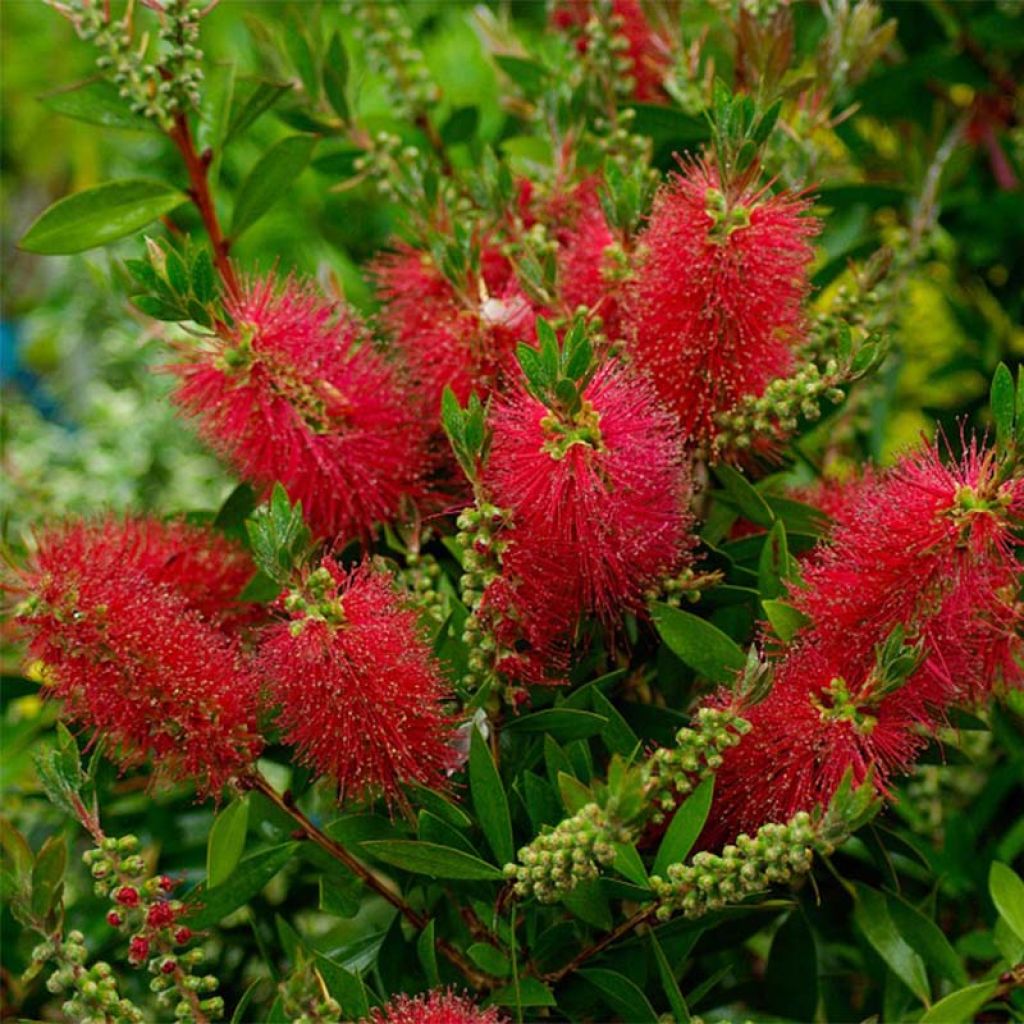 Callistemon laevis - Pianta scovolino