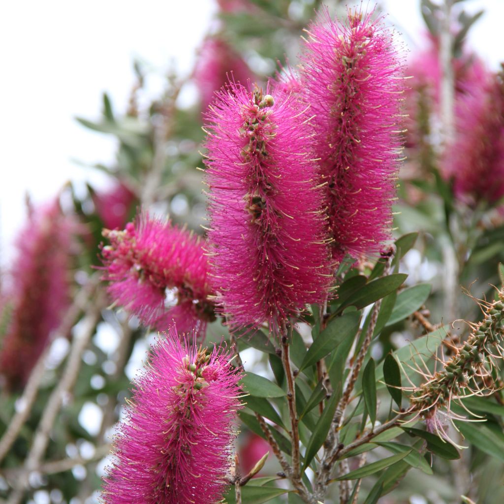 Callistemon citrinus Mauve Mist - Pianta scovolino