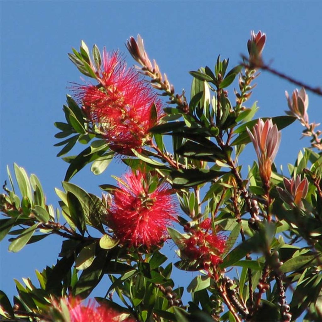 Callistemon citrinus Splendens - Pianta scovolino