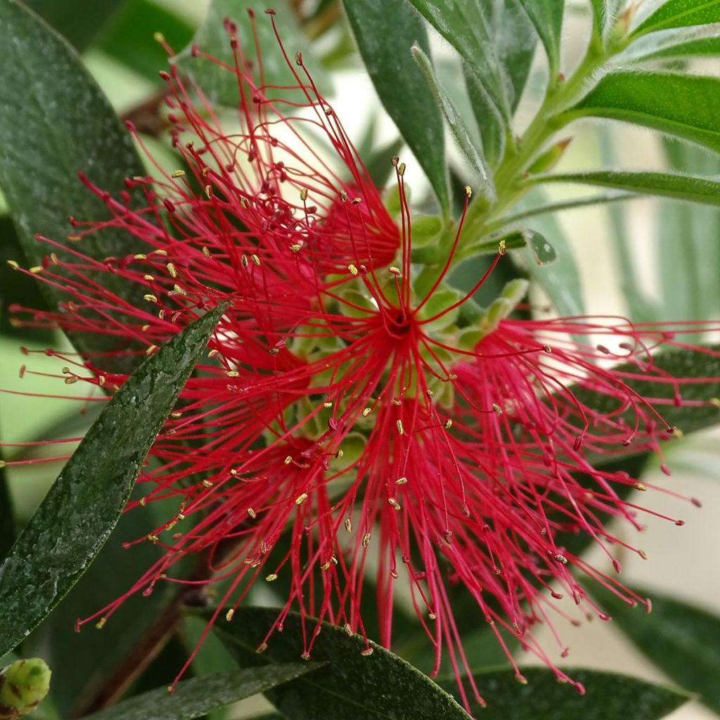 Callistemon citrinus Splendens - Pianta scovolino