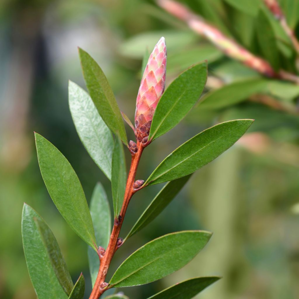 Callistemon citrinus Splendens - Pianta scovolino