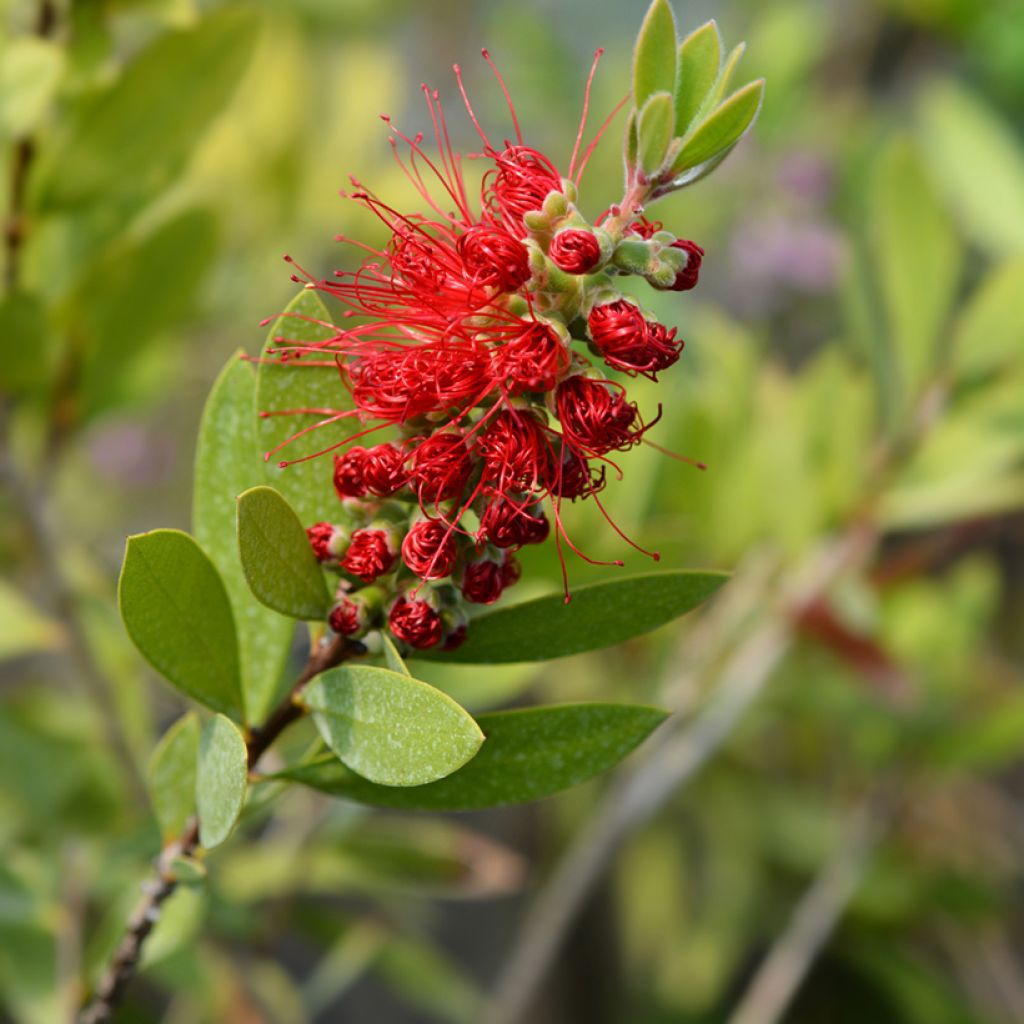 Callistemon citrinus Splendens - Pianta scovolino