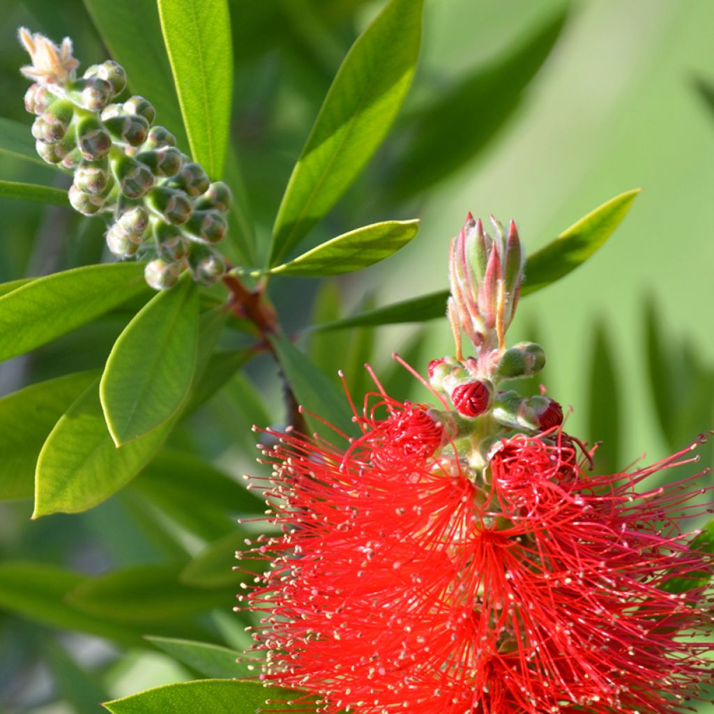 Callistemon citrinus Splendens - Pianta scovolino
