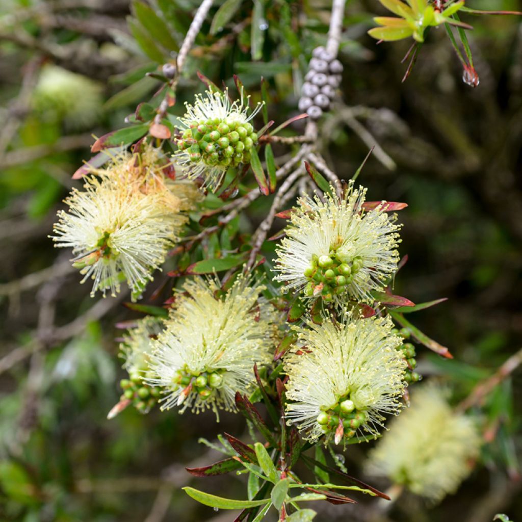 Callistemon pityoides Widdicomb Gem - Pianta scovolino