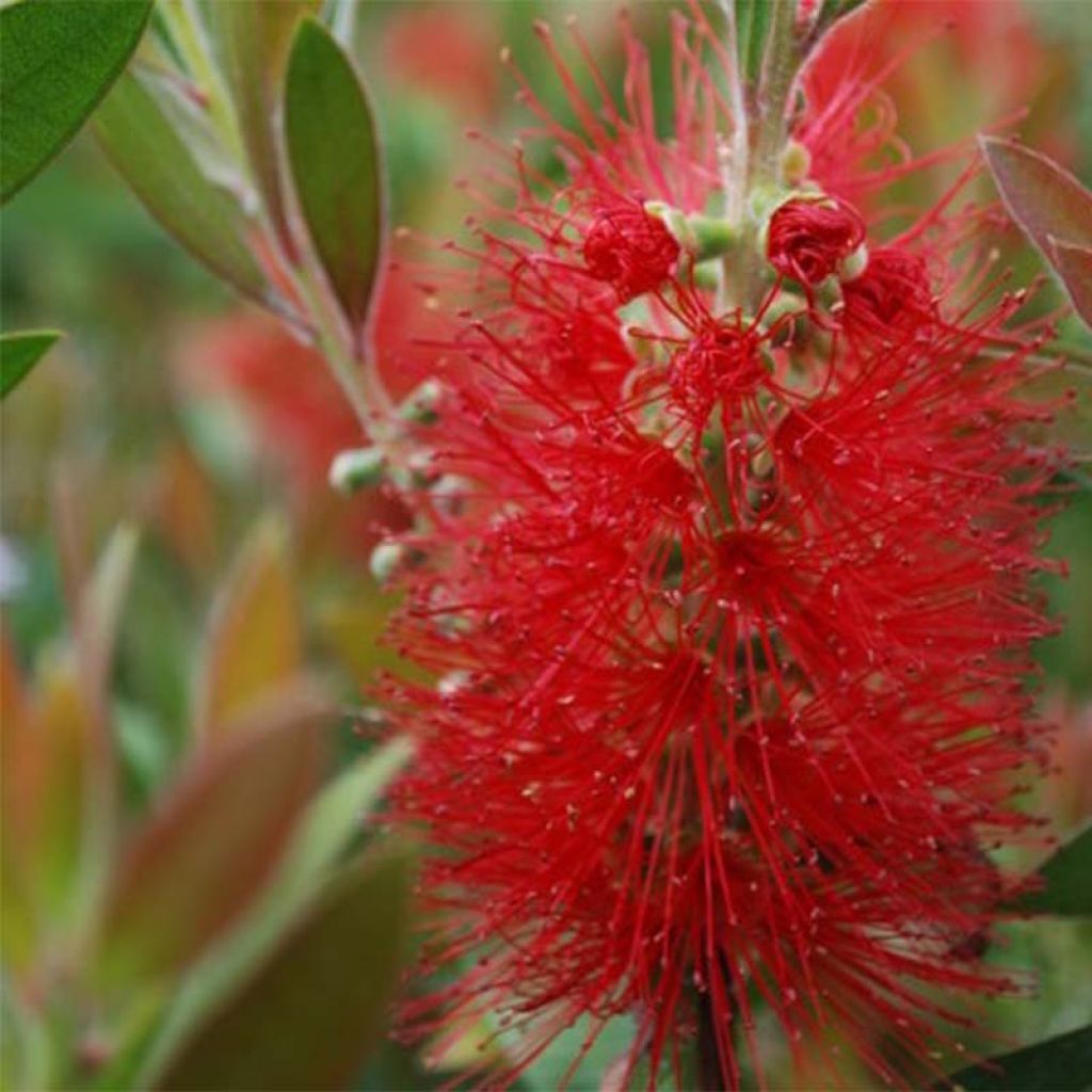 Callistemon rigidus - Pianta scovolino
