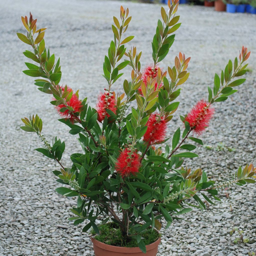 Callistemon rigidus - Pianta scovolino