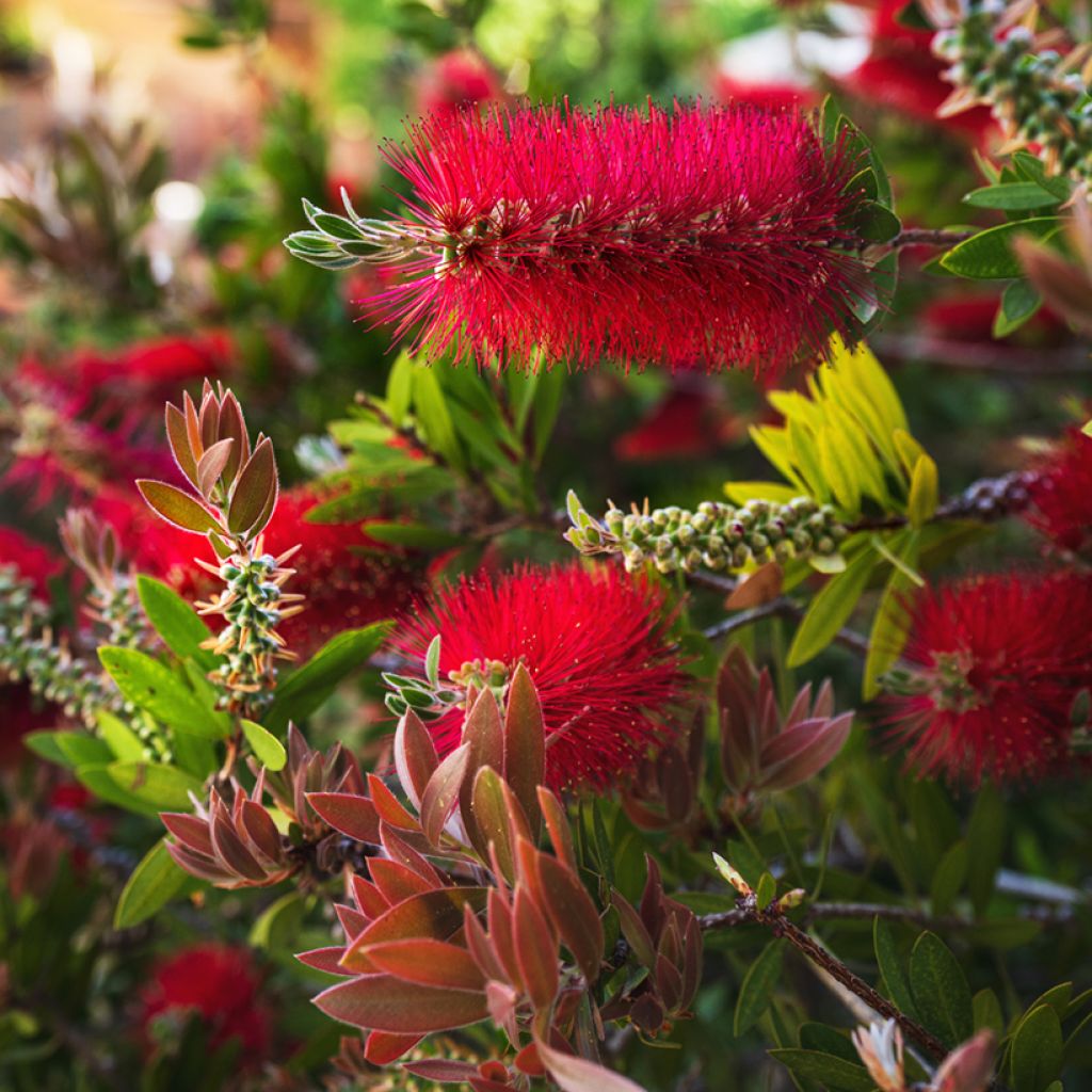 Callistemon rigidus - Pianta scovolino