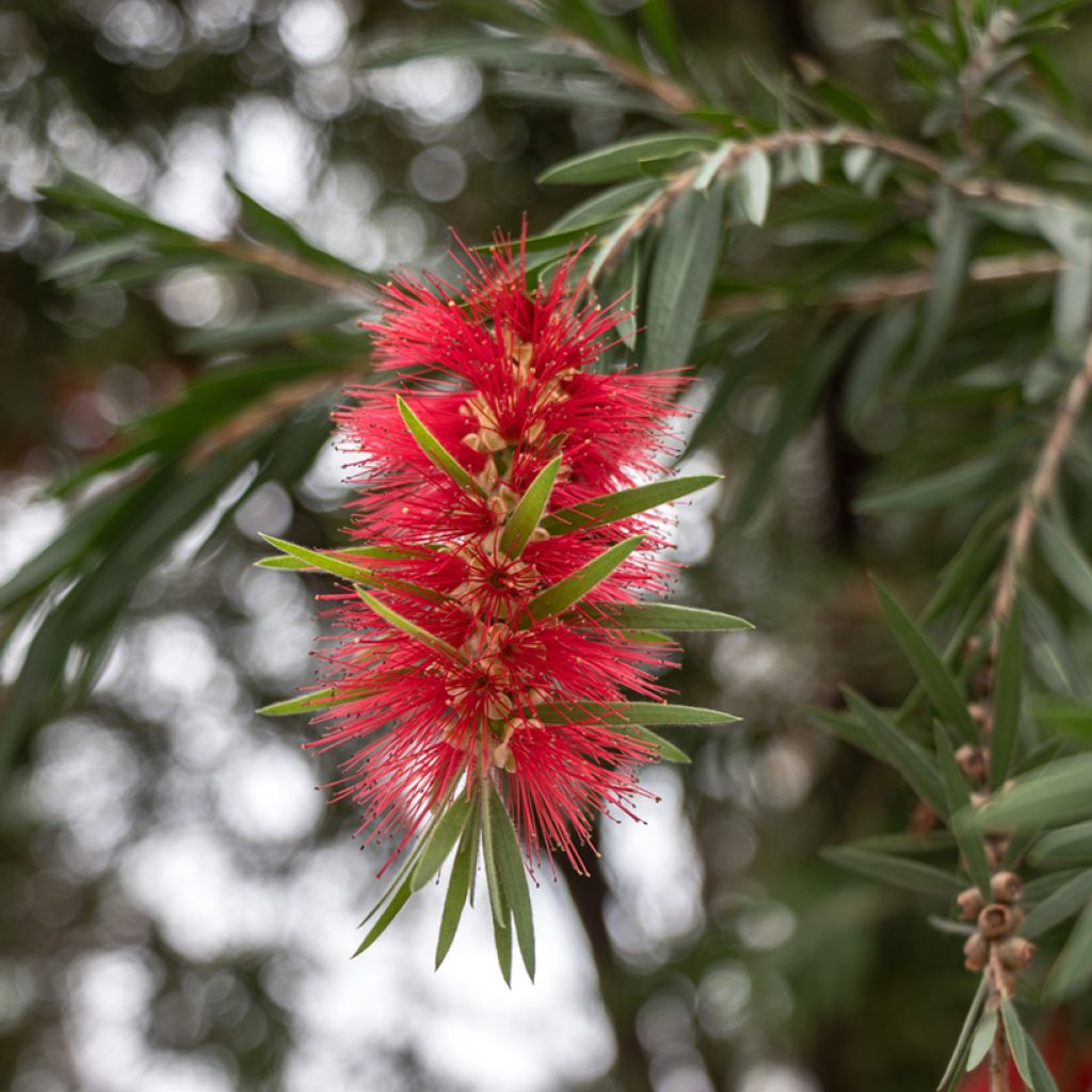 Callistemon rigidus - Pianta scovolino