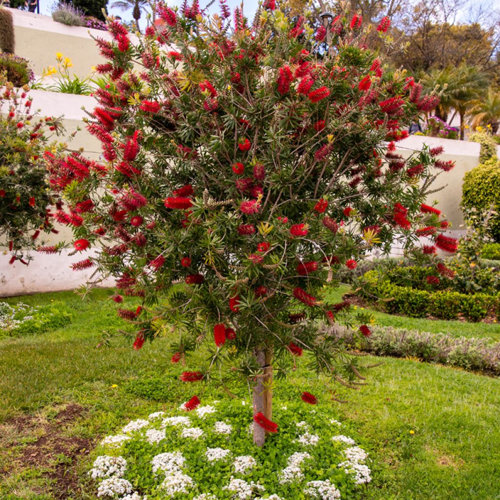 Callistemon rigidus - Pianta scovolino