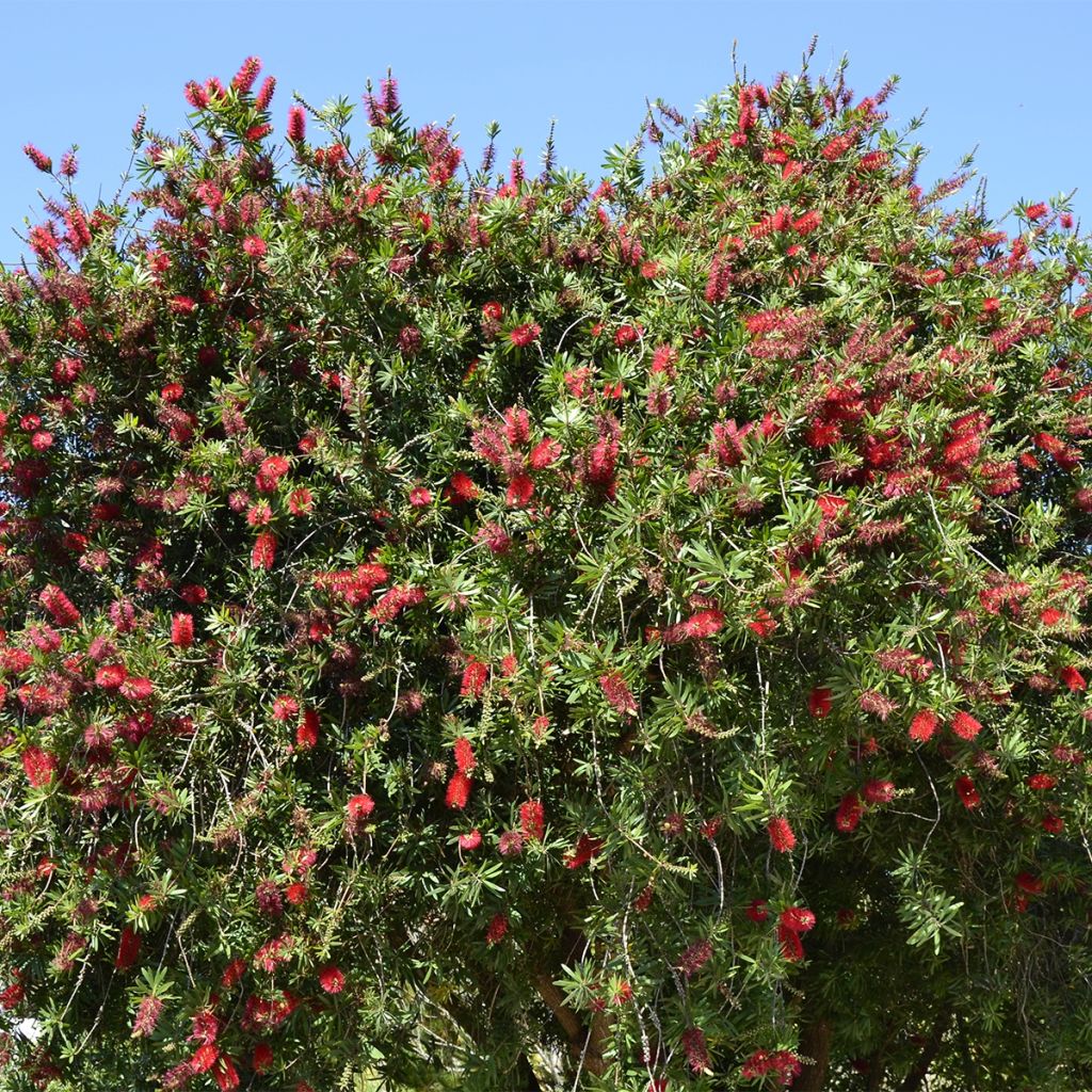 Callistemon rigidus - Pianta scovolino