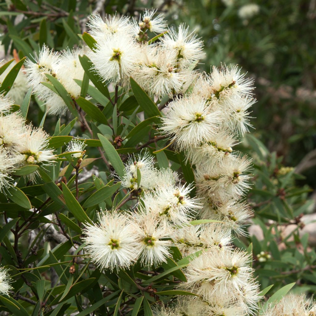 Callistemon salignus - Pianta scovolino