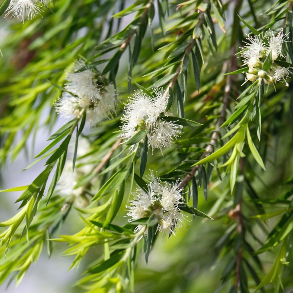 Callistemon salignus - Pianta scovolino