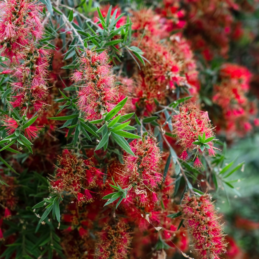 Callistemon viminalis Captain Cook - Pianta scovolino