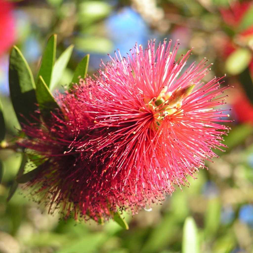Callistemon viminalis Captain Cook - Pianta scovolino