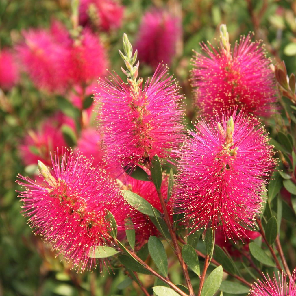 Callistemon viminalis Hot Pink - Pianta scovolino