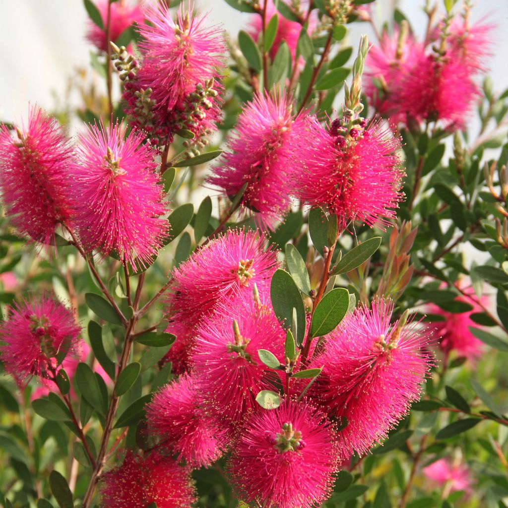 Callistemon viminalis Hot Pink - Pianta scovolino