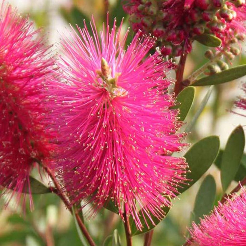 Callistemon viminalis Hot Pink - Pianta scovolino