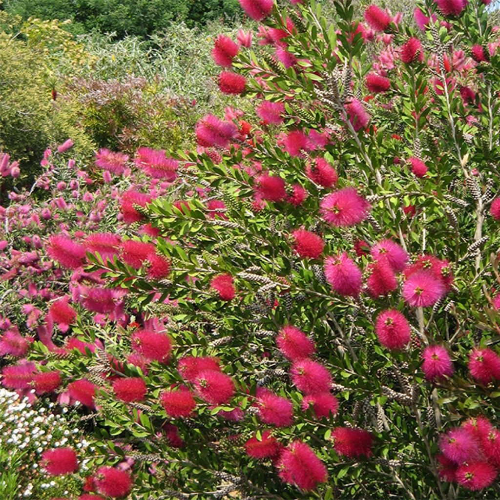 Callistemon viminalis Hot Pink - Pianta scovolino