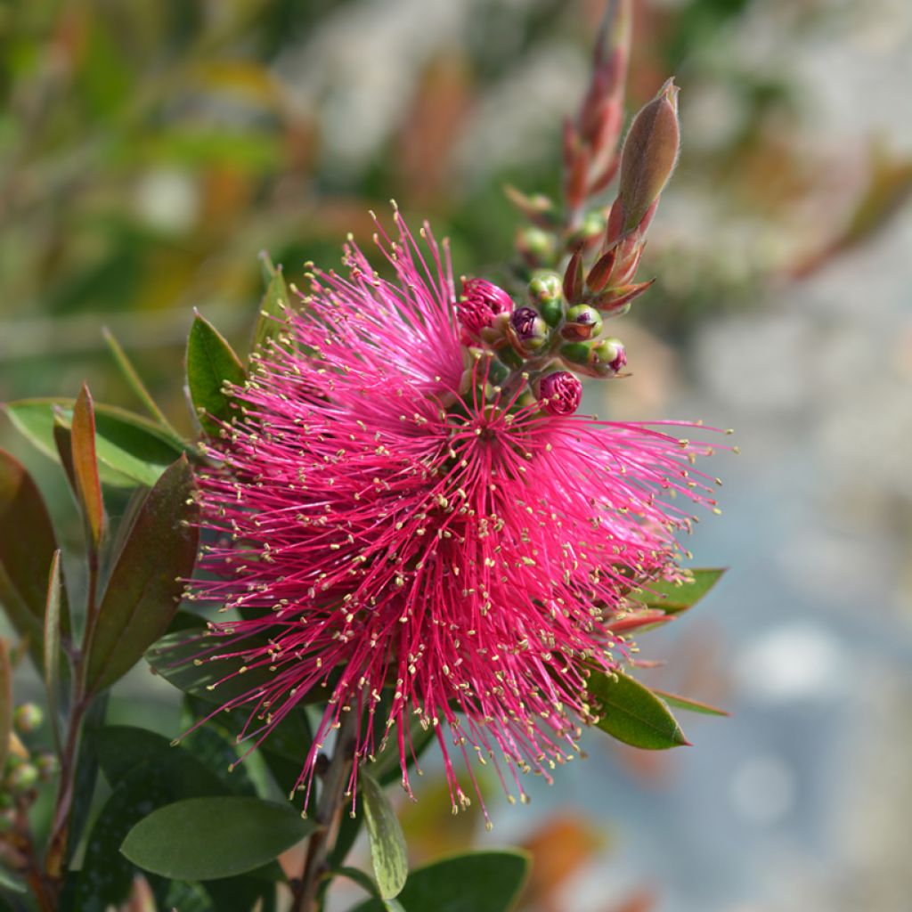 Callistemon viminalis Hot Pink - Pianta scovolino