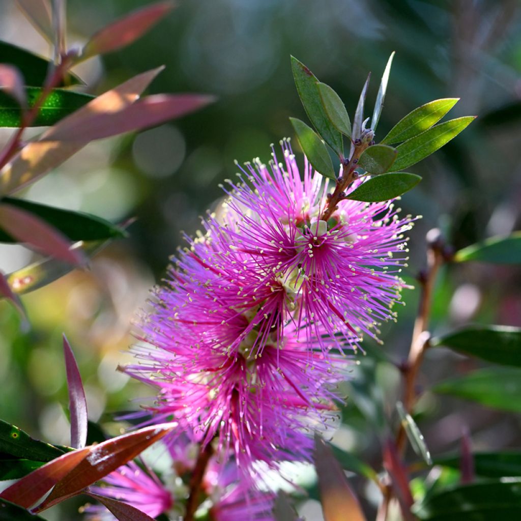 Callistemon violaceus - Pianta scovolino