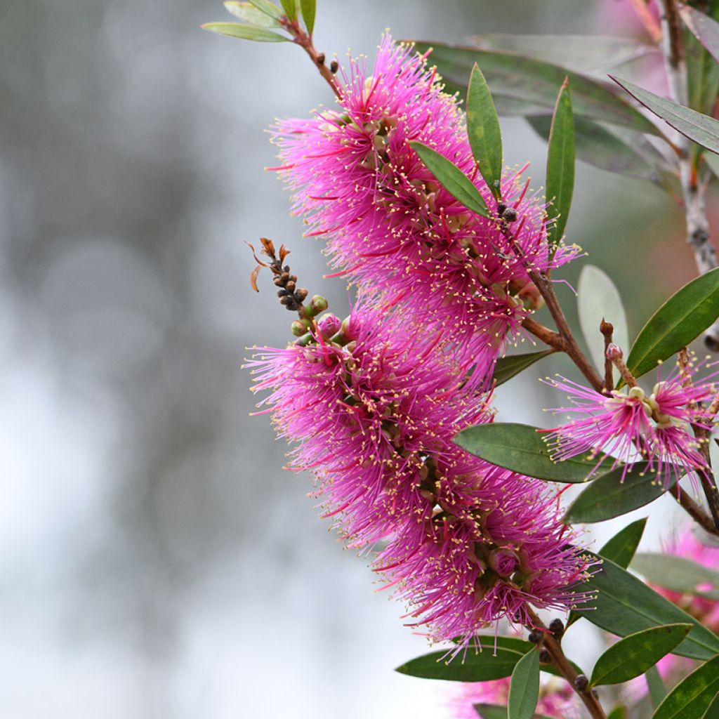 Callistemon violaceus - Pianta scovolino