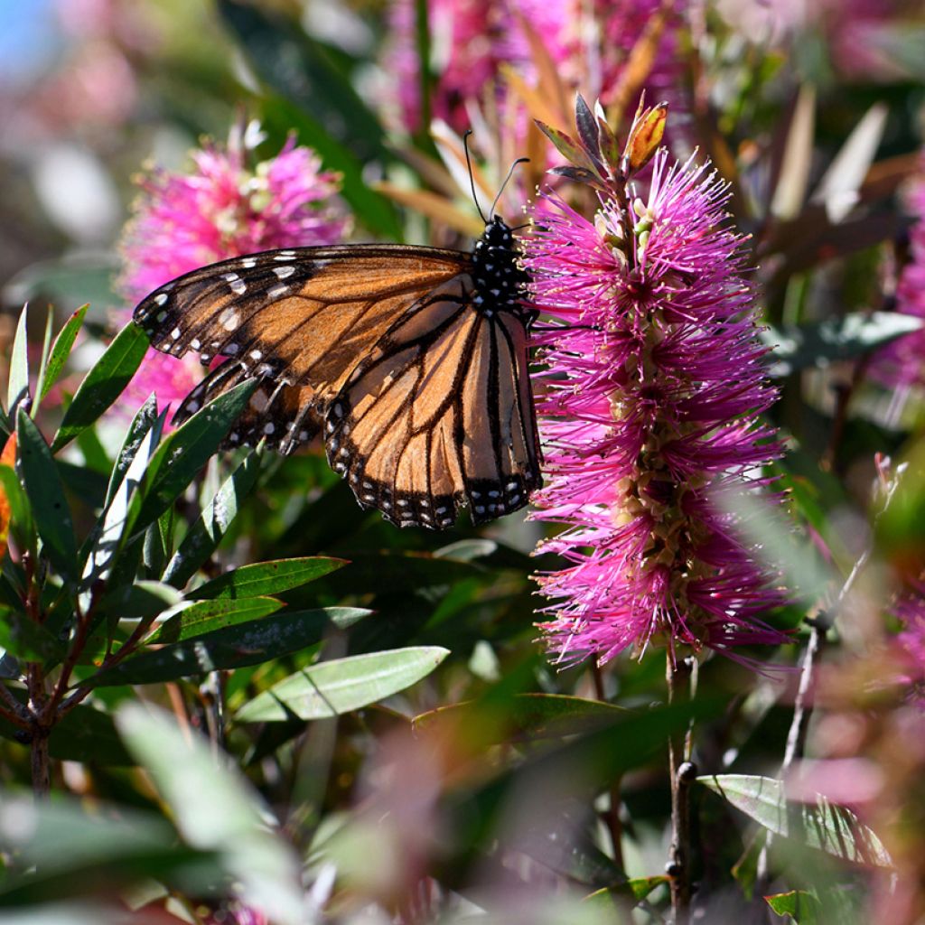 Callistemon violaceus - Pianta scovolino