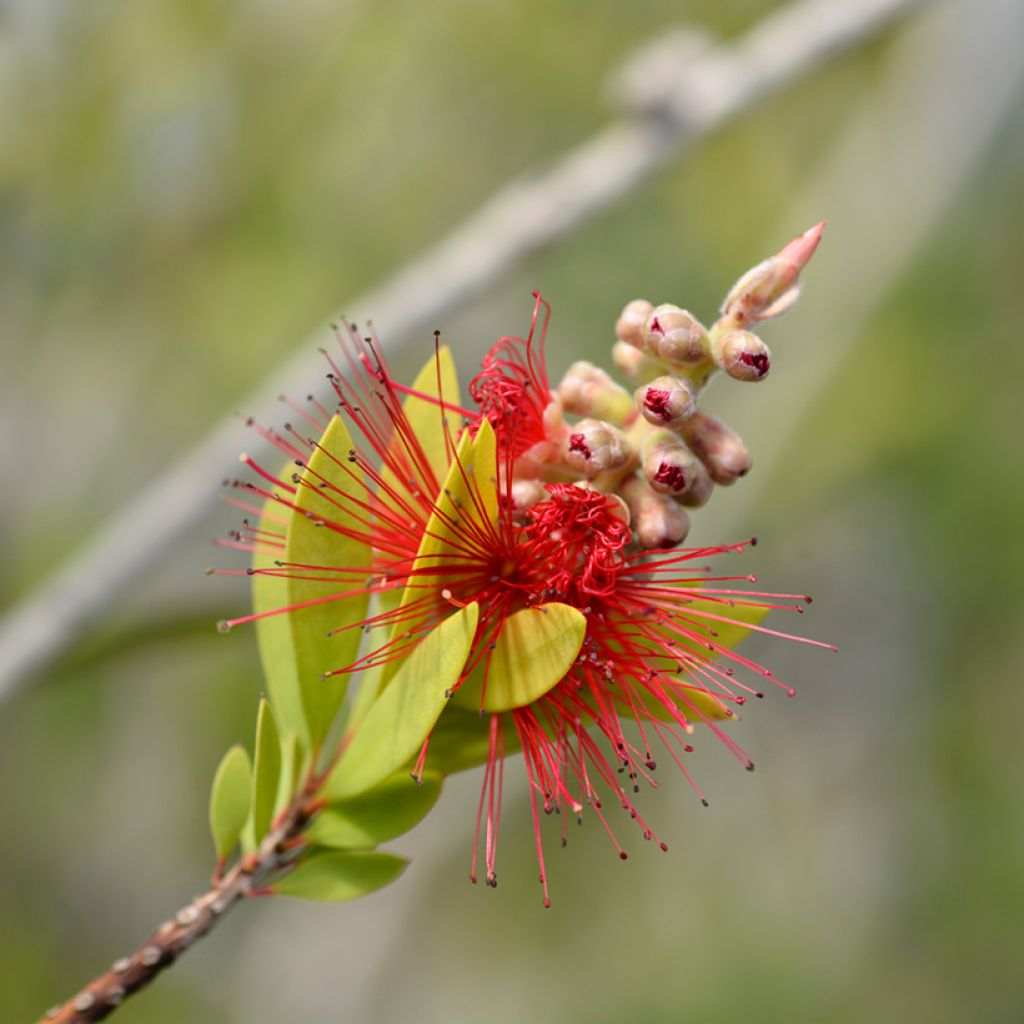 Callistemon laevis - Pianta scovolino