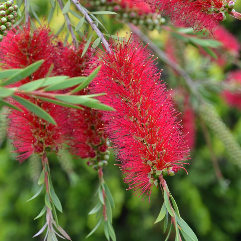 Callistemon laevis - Pianta scovolino