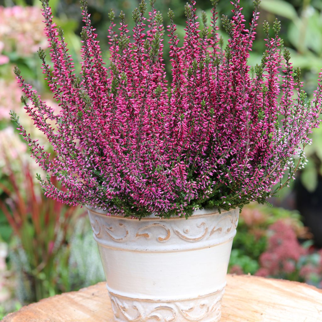 Calluna vulgaris Garden Girls Amethyst - Brugo