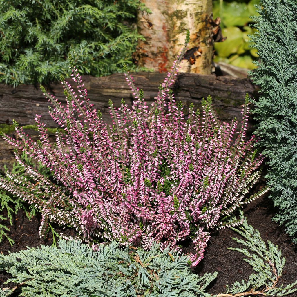 Calluna vulgaris Garden Girls Lena - Brugo