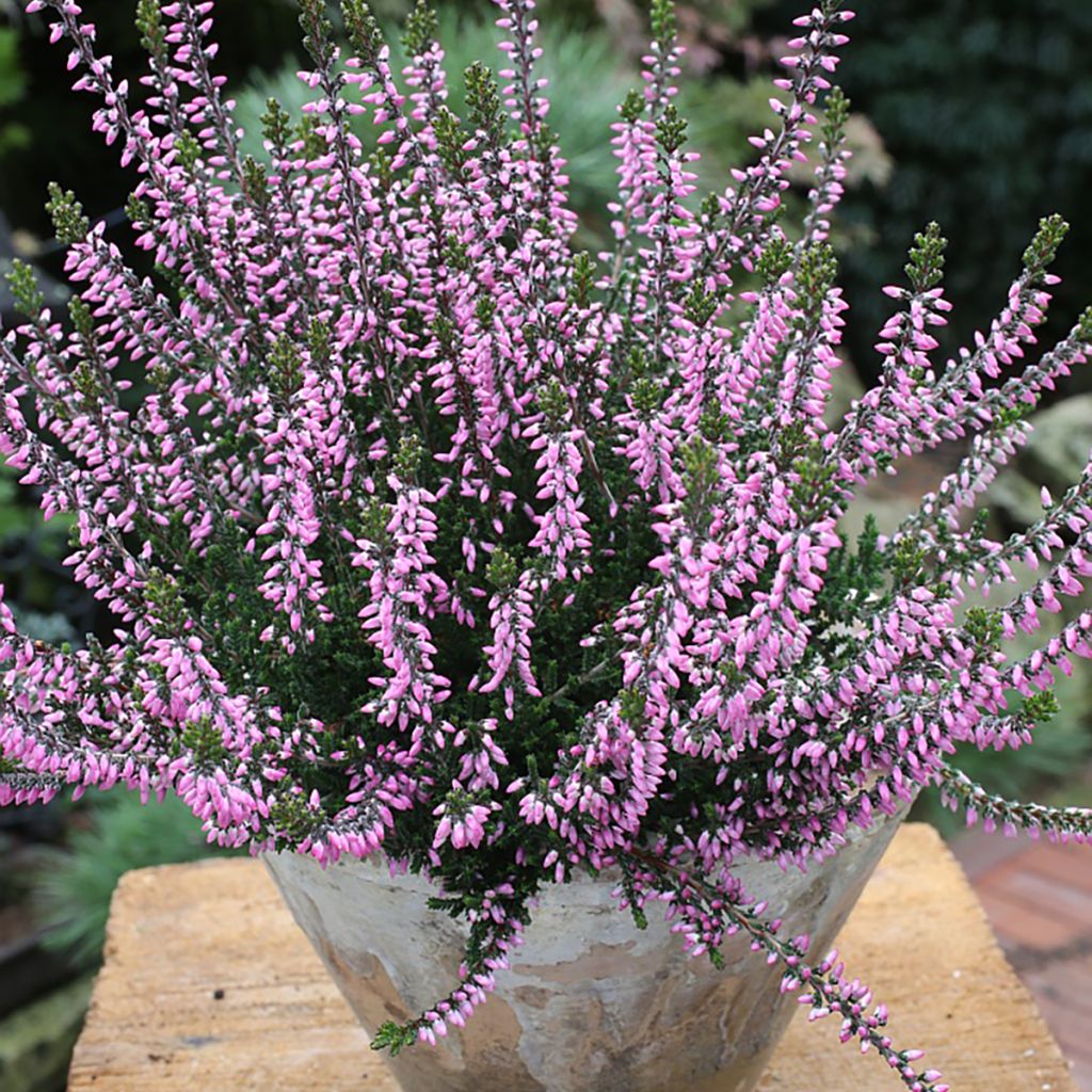 Calluna vulgaris Garden Girls Lena - Brugo
