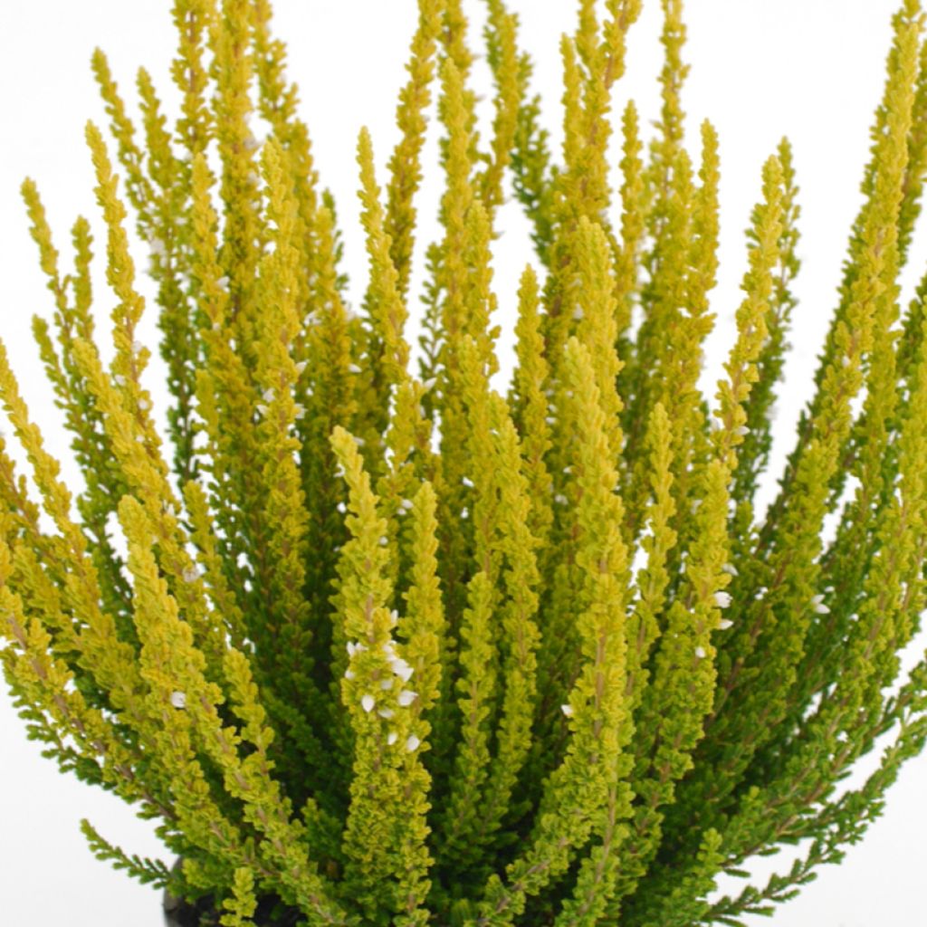 Calluna vulgaris Garden Girls Zelda - Brugo