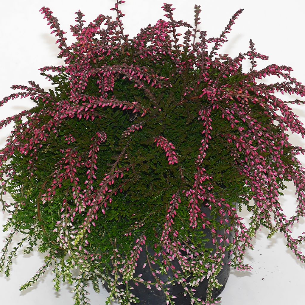 Calluna vulgaris Rasta Girls Maïté - Brugo