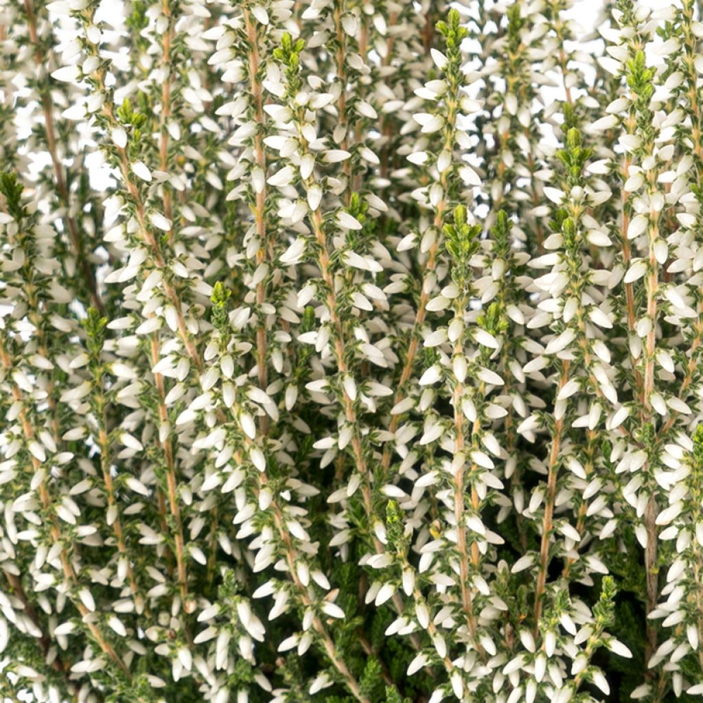 Calluna vulgaris Garden Girls Bettina - Brugo