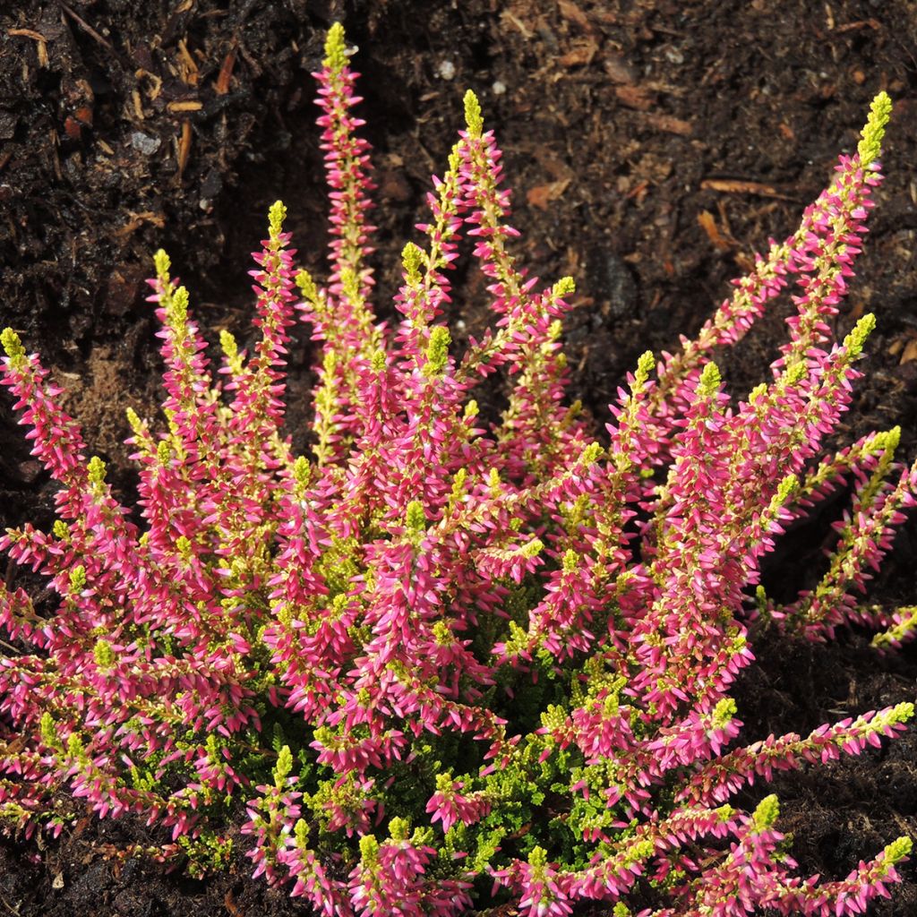 Calluna vulgaris Garden Girls Golden Angie - Brugo