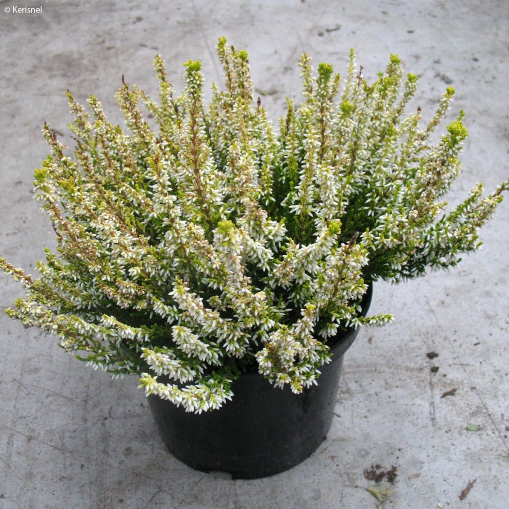 Calluna vulgaris Sandy - Brugo