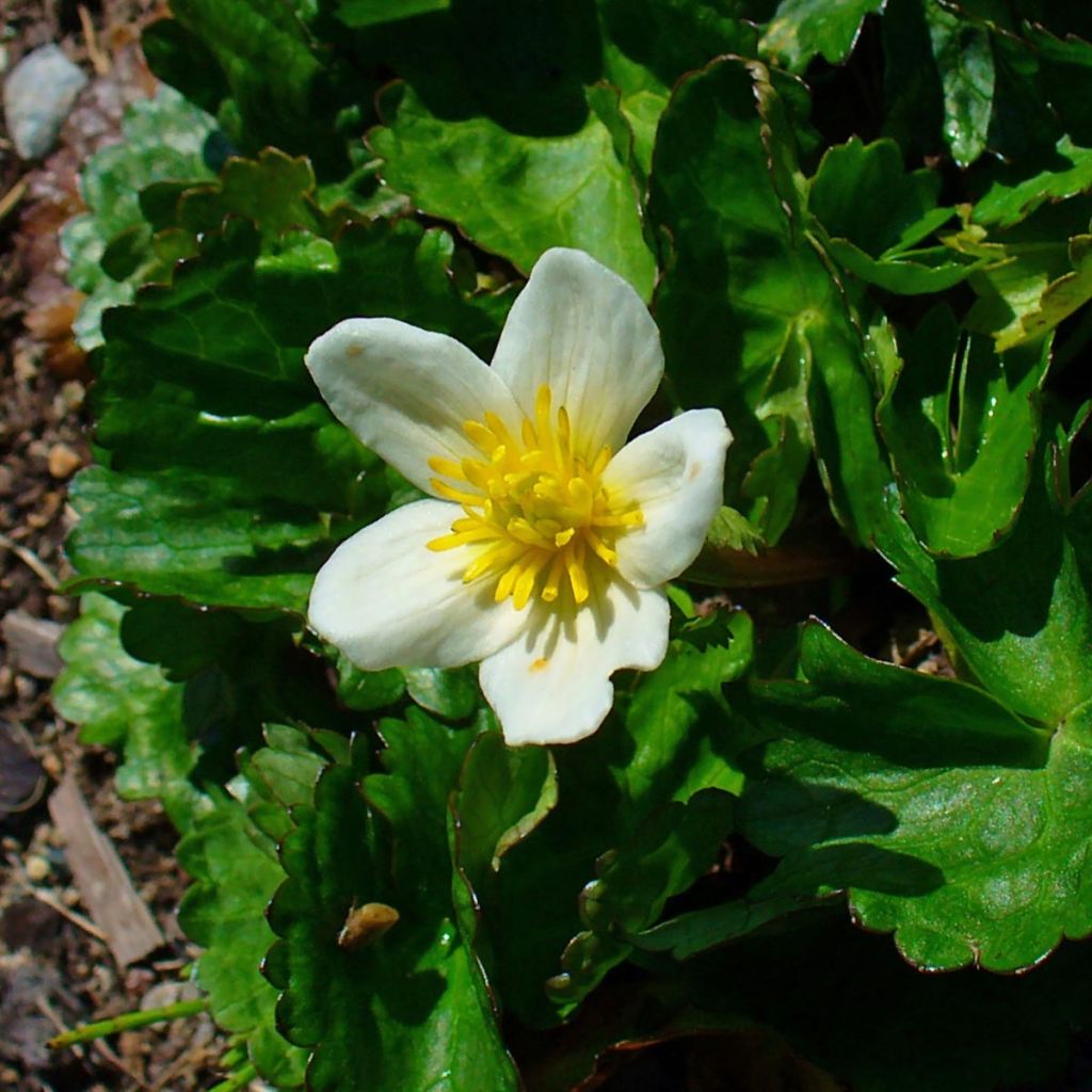 Caltha palustris var. alba - Calta palustre