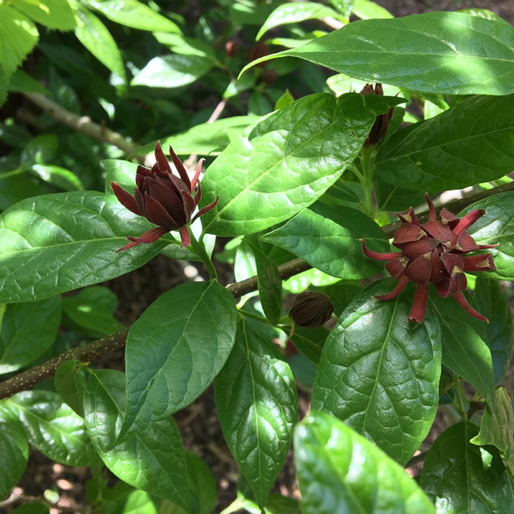 Calycanthus floridus Michael Lindsay - Calicanto d'Estate