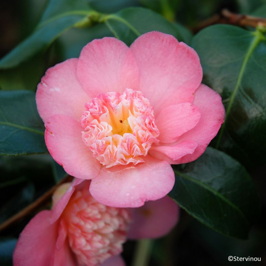 Camellia japonica Baby Sis Pink