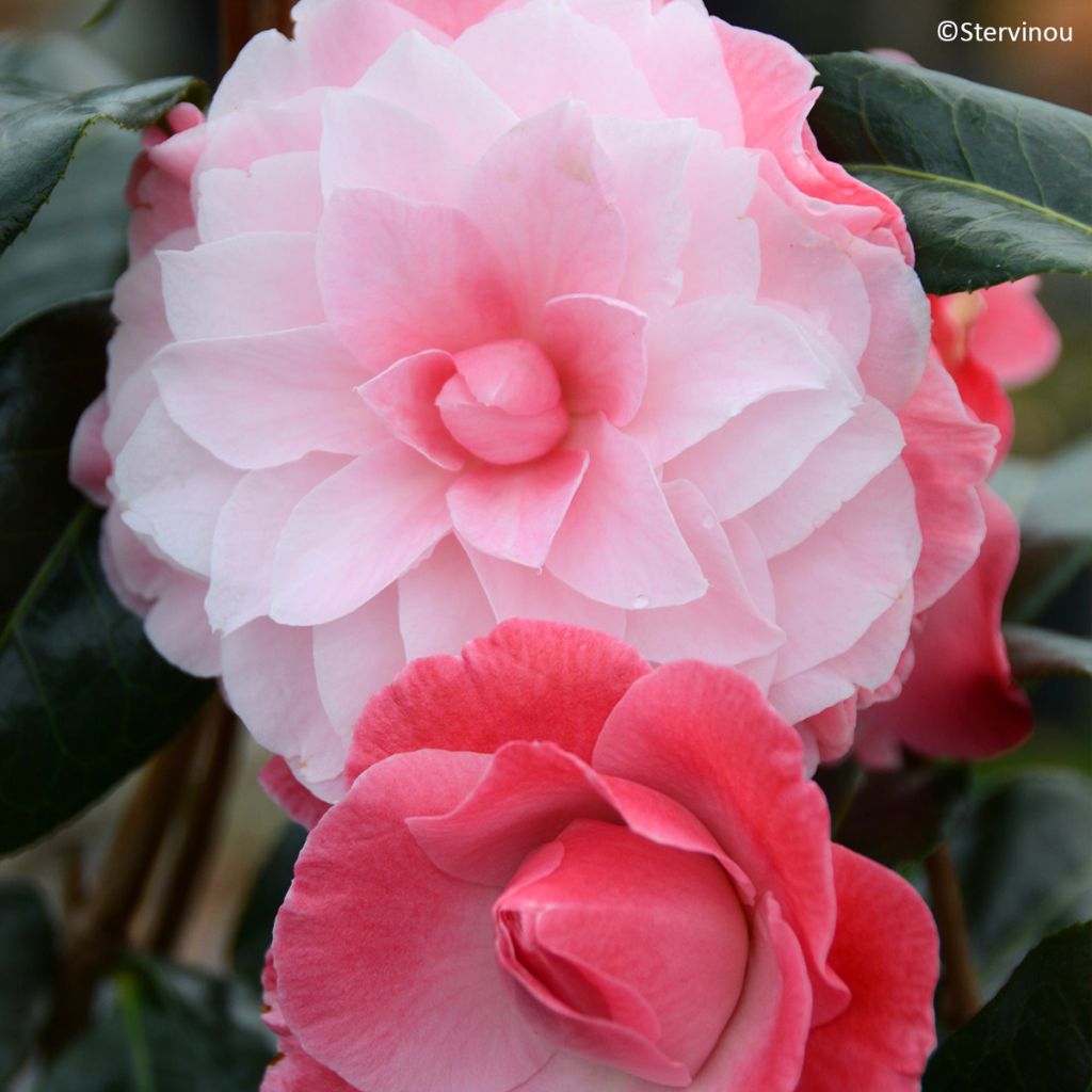 Camellia x williamsii Buttons N Bows