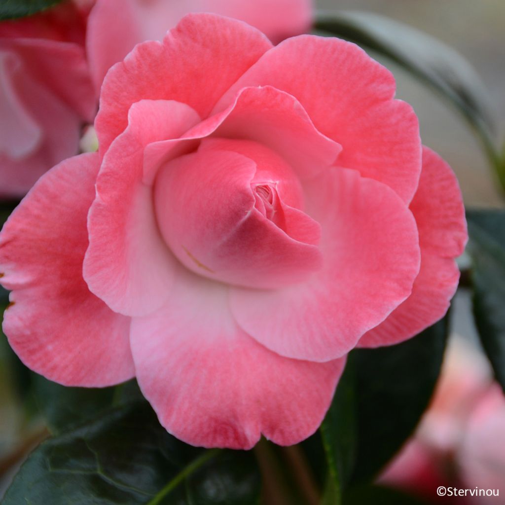 Camellia x williamsii Buttons N Bows