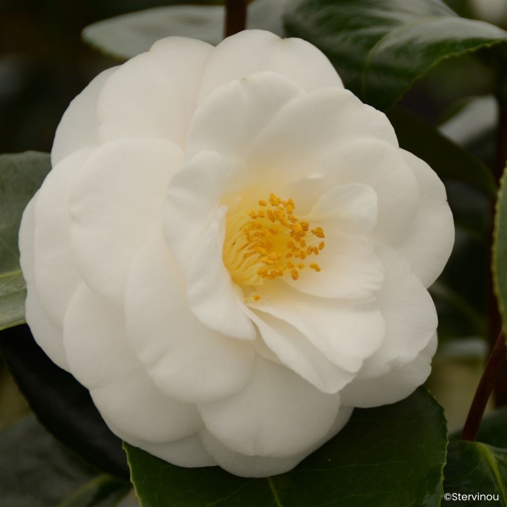 Camellia japonica Janet Waterhouse