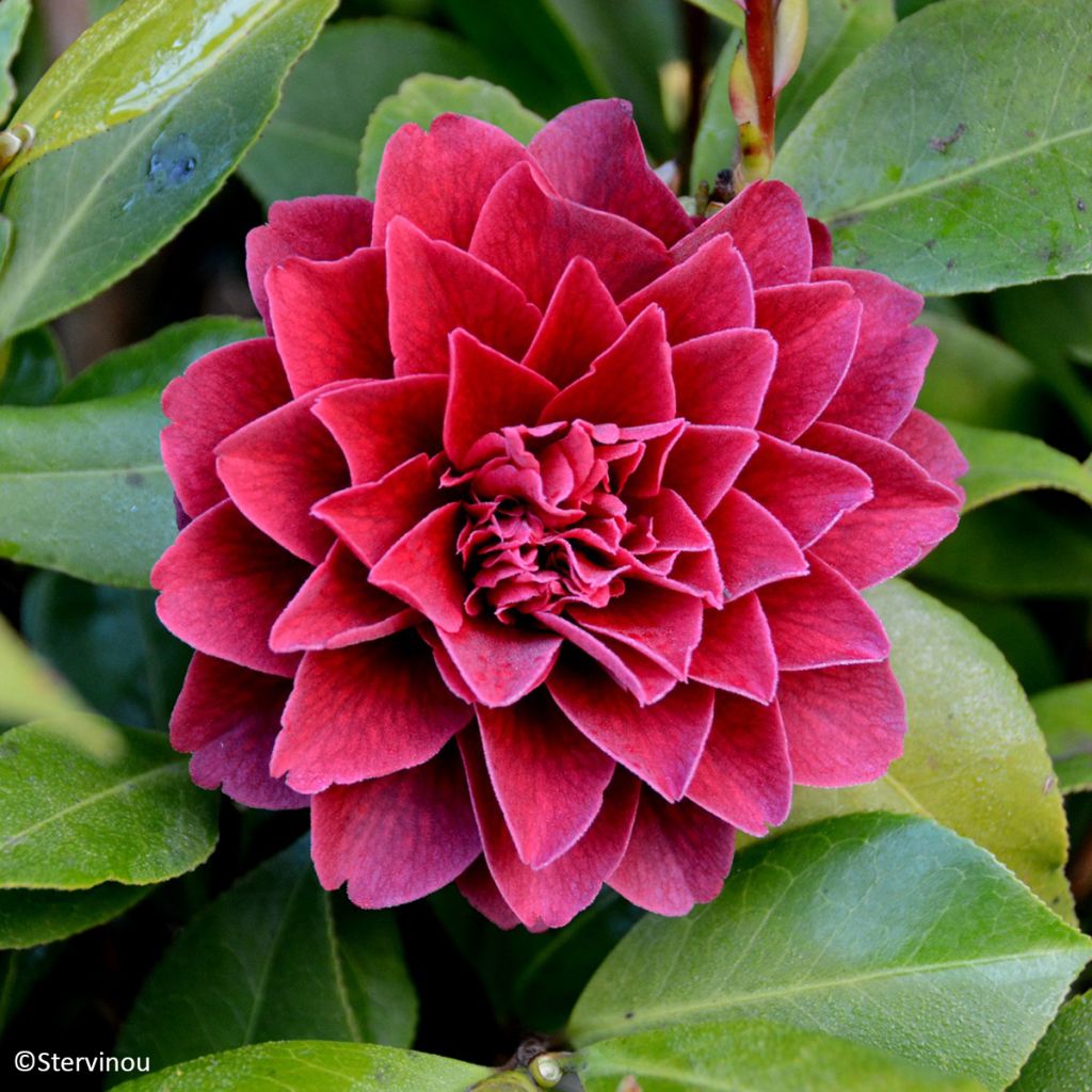 Camellia japonica Manuroa Road