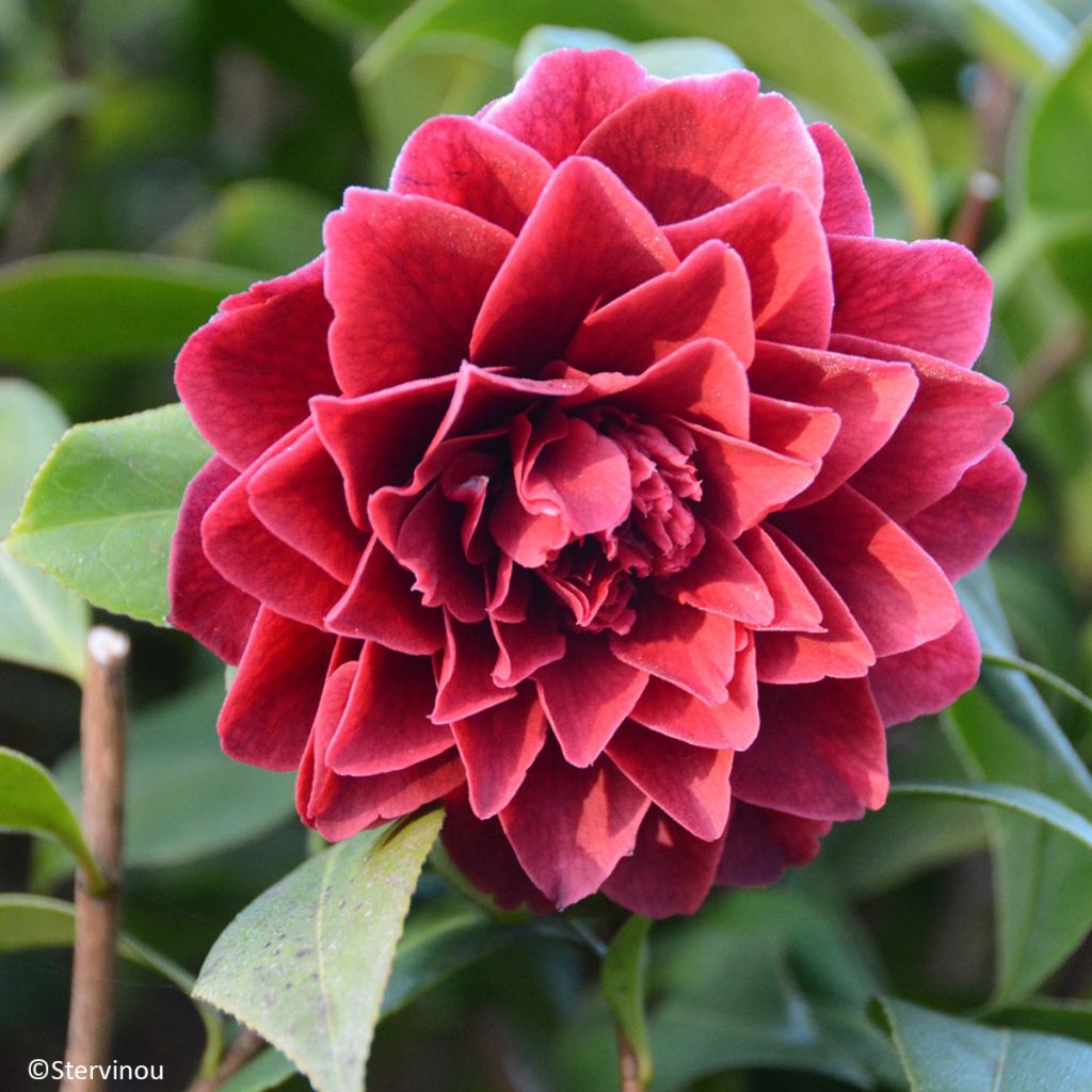 Camellia japonica Manuroa Road