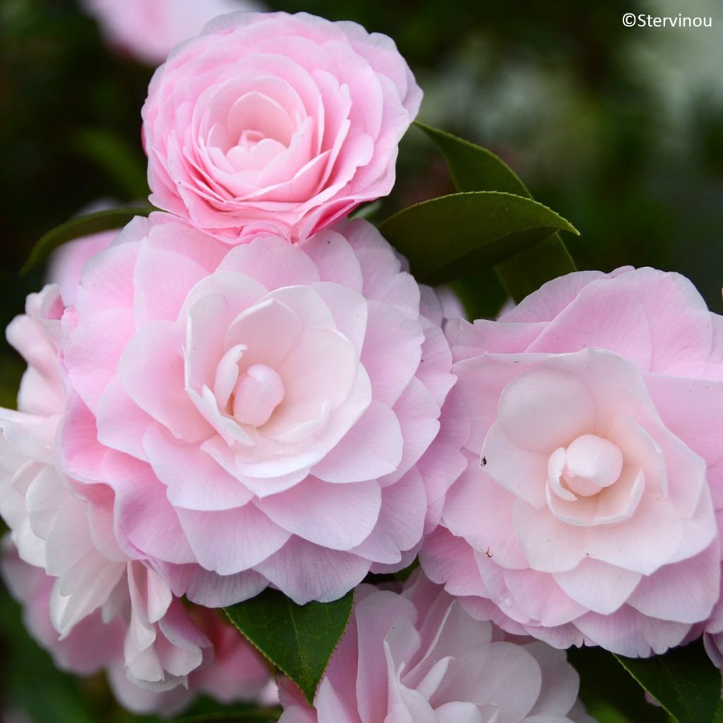 Camellia williamsii Mimosa Jury