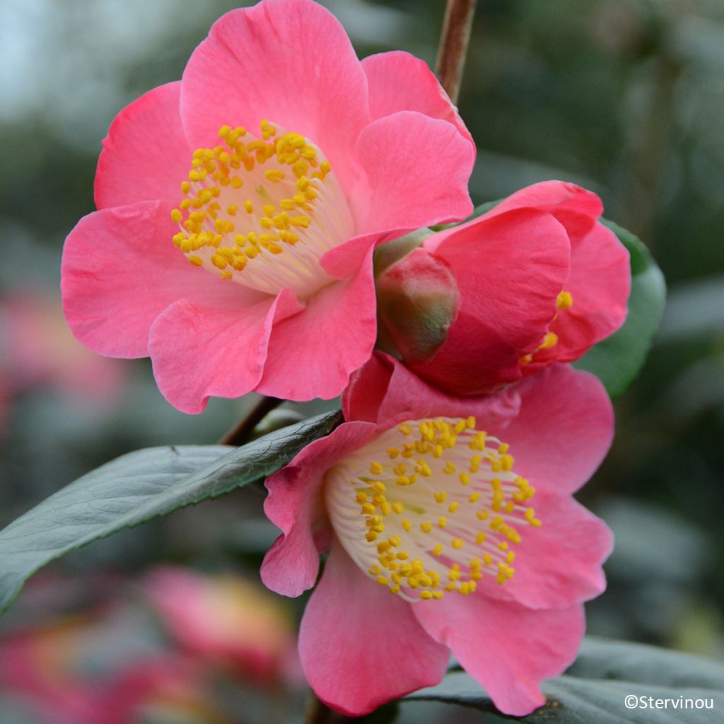 Camellia japonica Ville du Havre