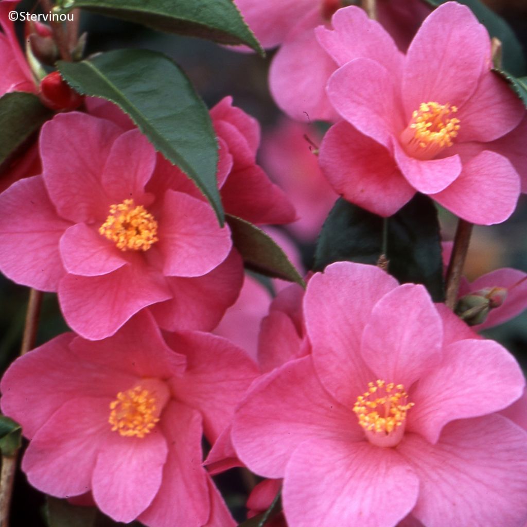 Camellia reticulata Crimson Candles
