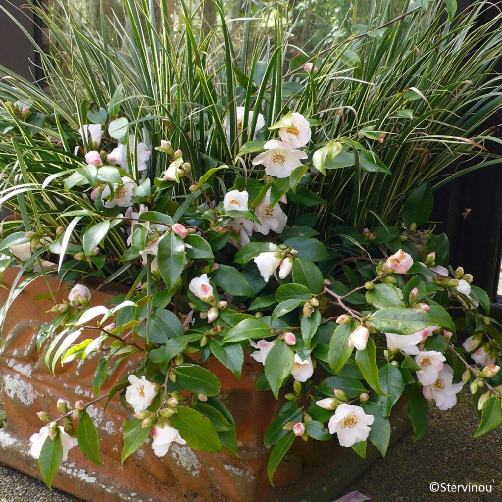 Camellia lutchuensis Quintessence